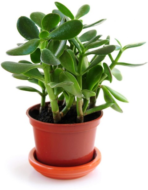 z jade good luck air purifying l.jpg