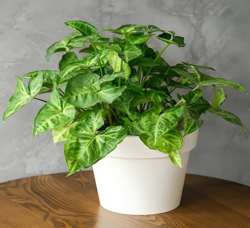 fe2f3584 bfce 474c bc04 b1f9e6c3888b.jpg