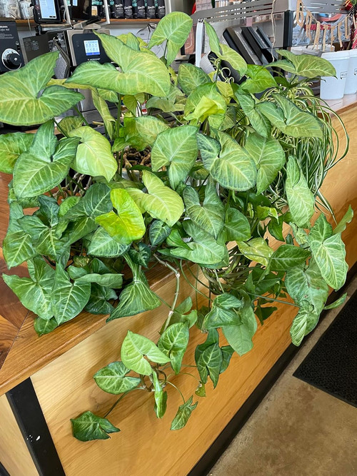 91ccKlydl+L. SL1500 .jpg