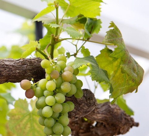 David pruning grapevine in a greenhouse healthy grapes on mature branch of vine under cover protecti.jpg