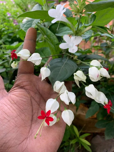 Bleeding heart Vine.jpg