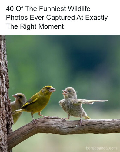 funniest wildlife photos.jpg