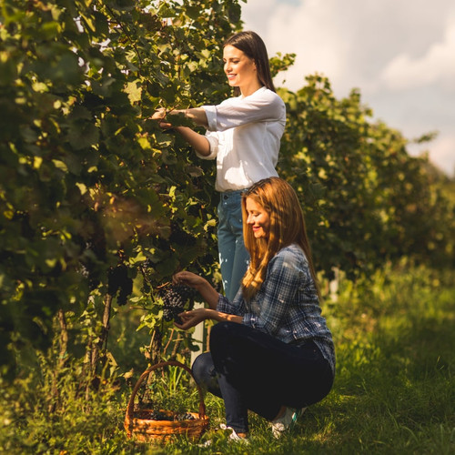 Wine Tour Mclaren Vale South Australia | Small Group Wine Tours Mclaren Vale  ||.jpg