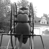 IMG 4368.gif