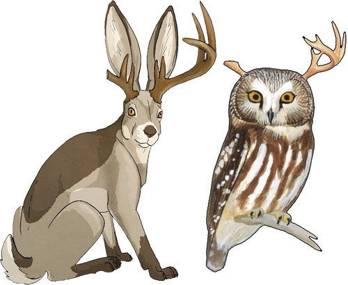 Bubo Compress.jpg