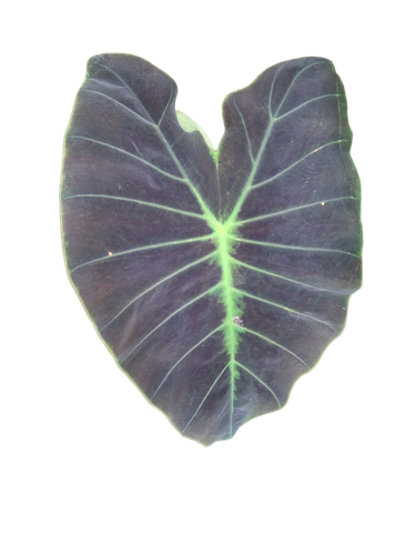 61b9928dd423.png