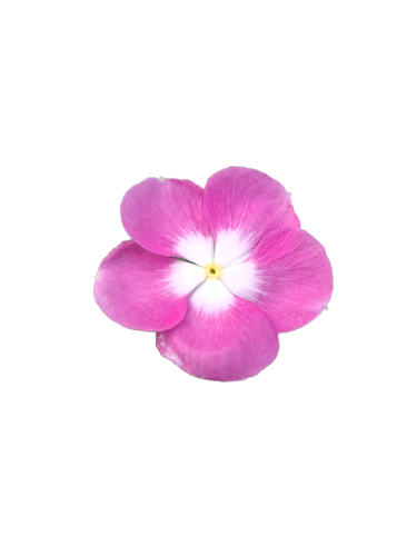 b487d95398e0.png