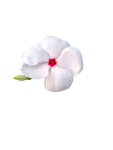 4466f867eb7b.png