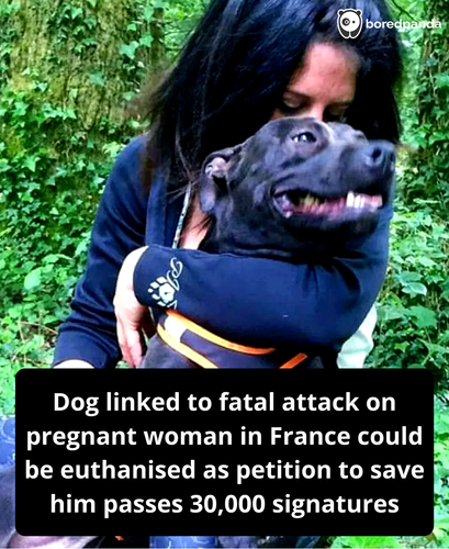 232. Petition to save a dog accused of killing a french woman reaches 30k.png