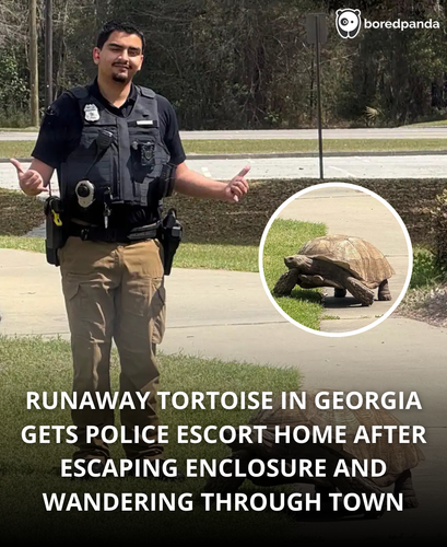 231. Tortoise's Great Escape and Slow Speed Chase Ends with a Police Escort Home.png