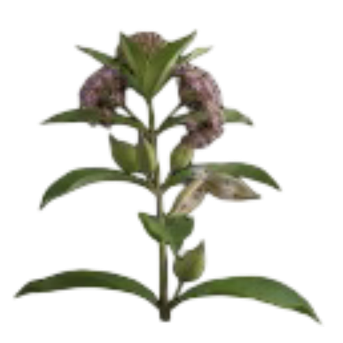 Blood Flower.png
