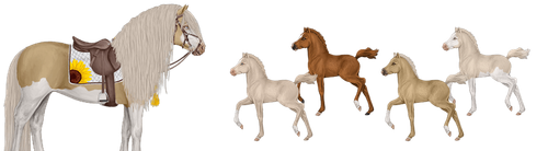 MyHorsez Banner.png
