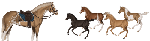 MyHorsez Banner.png