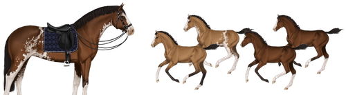 MyHorsez Banner.png