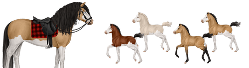 MyHorsez Banner.png