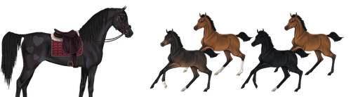 MyHorsez Banner.png