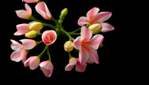 ef3dff72c571.webp