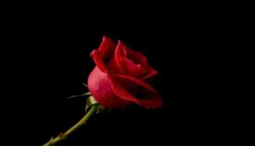 8906f4e3575f.webp