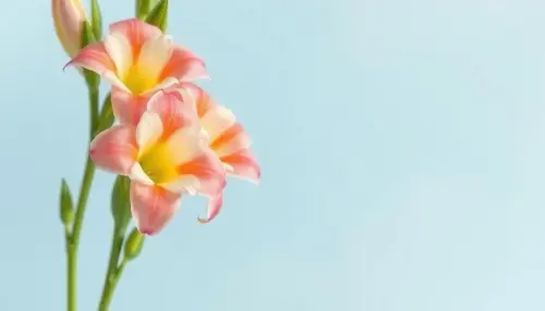 cf8a89f943fe.webp