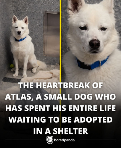 THE HEARTBREAK OF ATLAS, A SMALL DOG WHO HAS SPENT HIS ENTIRE LIFE WAITING TO BE ADOPTED IN A SHELTE.jpg