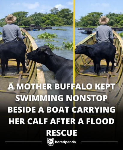 A MOTHER BUFFALO KEPT SWIMMING NONSTOP BESIDE A BOAT CARRYING HER CALF AFTER A FLOOD RESCUE.jpg