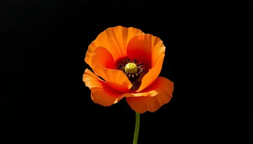 f5086b9ed435.webp
