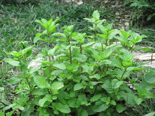 71YUs99UUKL. SL1067 .jpg