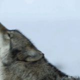 HowlingOurLivingWorldGIF.gif