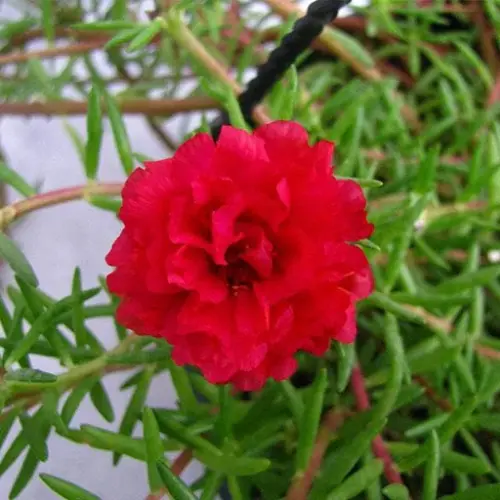 nurserylive portulaca 9 o clock red plant 512x512.webp