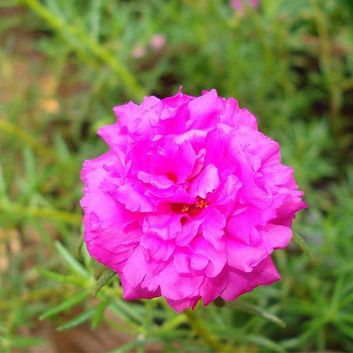 nurserylive plants portulaca 9 o clock pink plant 16969220522124 600x600.jpg