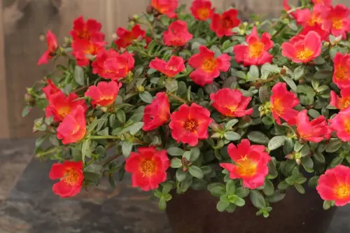 mojave red portulaca portulaca umbraticola proven winners 15893.webp