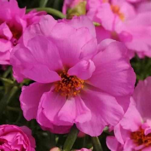 portulaca rosita.jpg