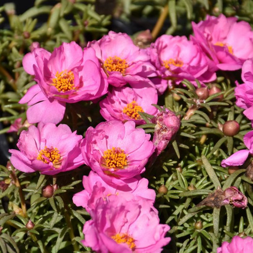 portulaca rosita1.jpg