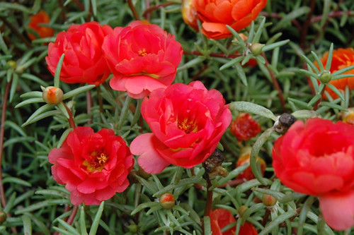 Sundial Red Portulaca.jpg
