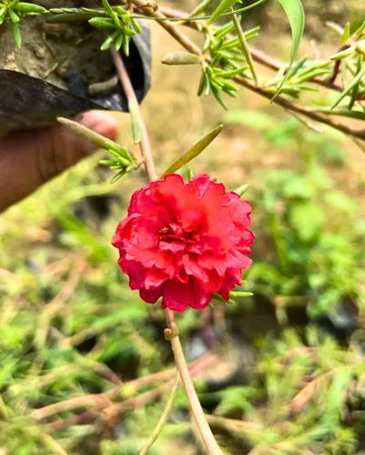 portulaca 9 o clock red plant.png