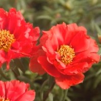 plants guru seasonals portulaca yellow.jpg