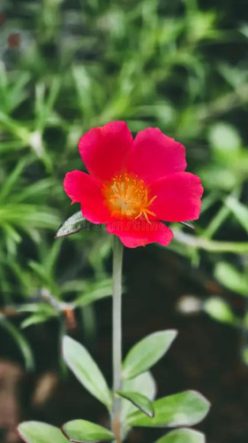 vivid red moss rose basks sun amidst lush verdant backdrop striking close up shot vibrant flower its.jpg