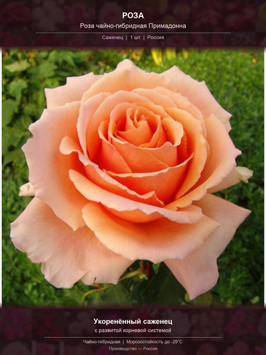 51978a6c596b.png