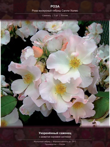 d7c058f39307.png