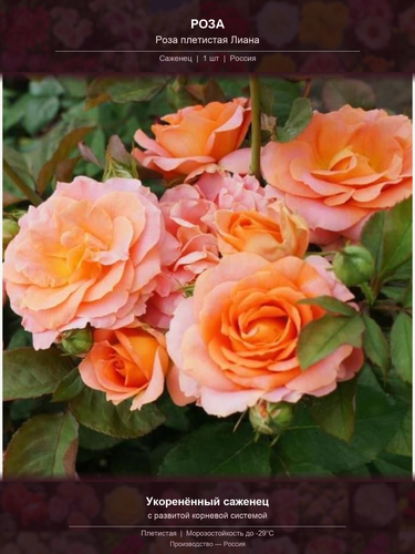 40cfe1257f92.png