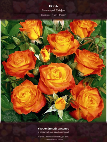 7c5f33f5468d.png
