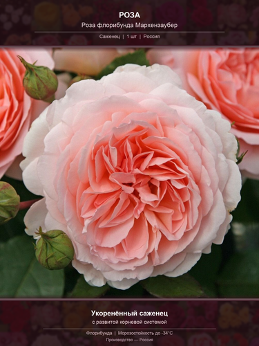c86d71225710.png