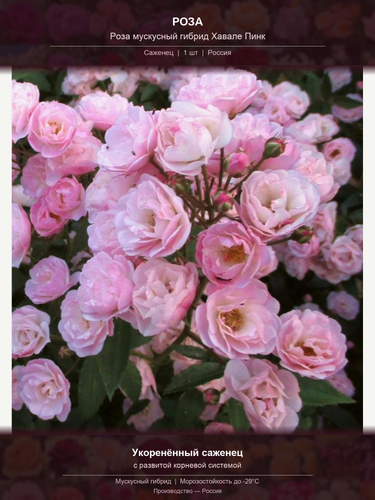 53b7feb7c870.png