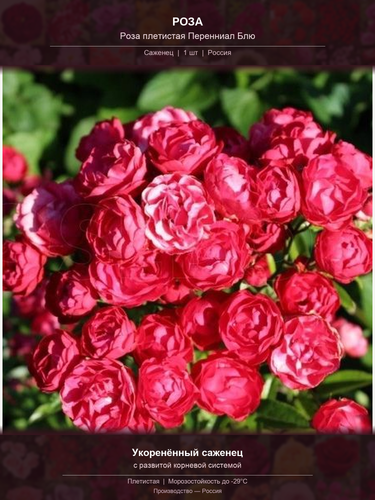 bb6cc57981b0.png