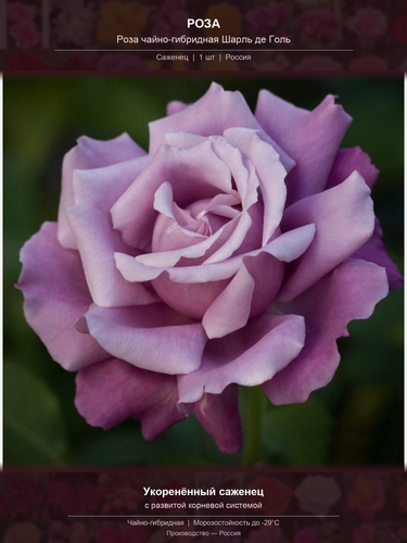 8cd89d8e67a0.png