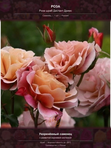 96f165d1f139.png