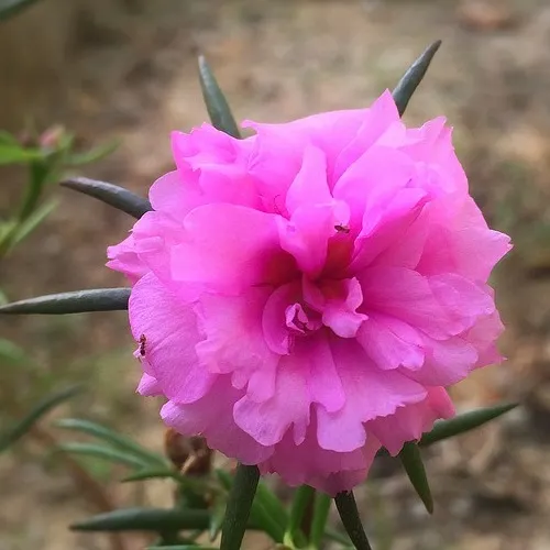 portulaca grandiflora 2389117 960 720 1.webp