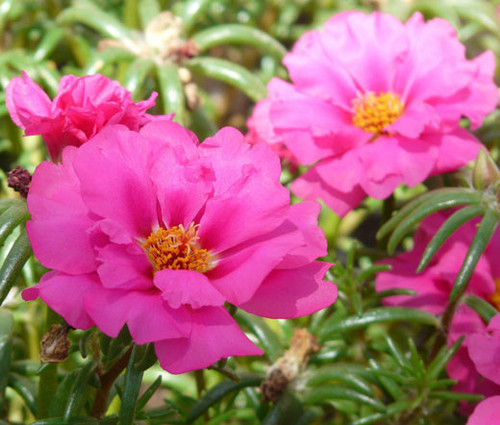 Moss Rose Pink Seeds Portulaca Grandiflora 99422.jpg