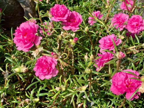 Shutterstock 2493066375.jpg