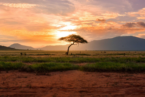 kenya.jpg